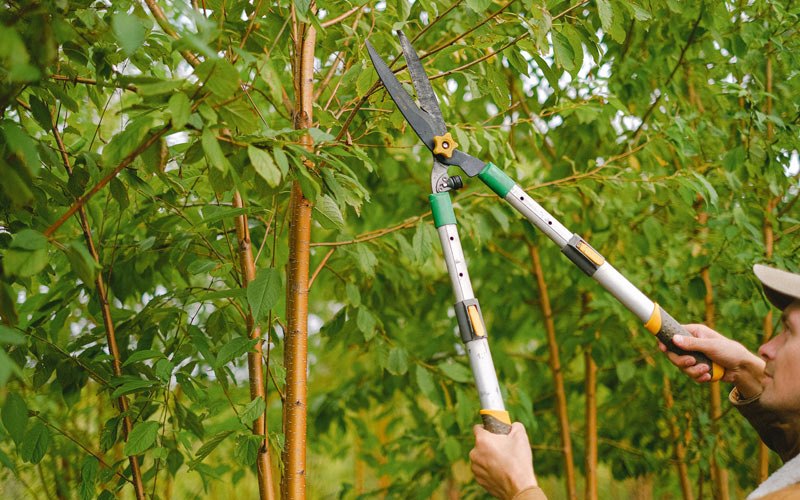 Tree trimming in Sheldon, ND