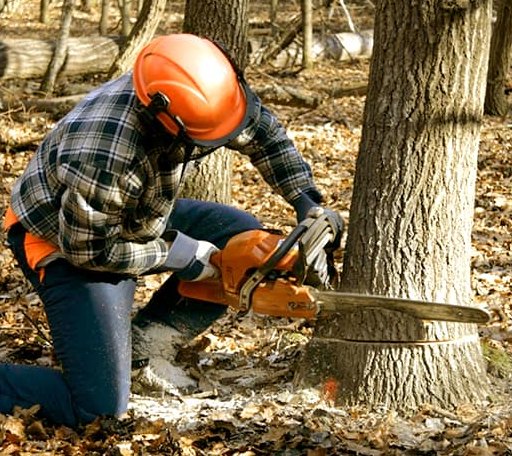 Tree Removal in Sheldon, ND